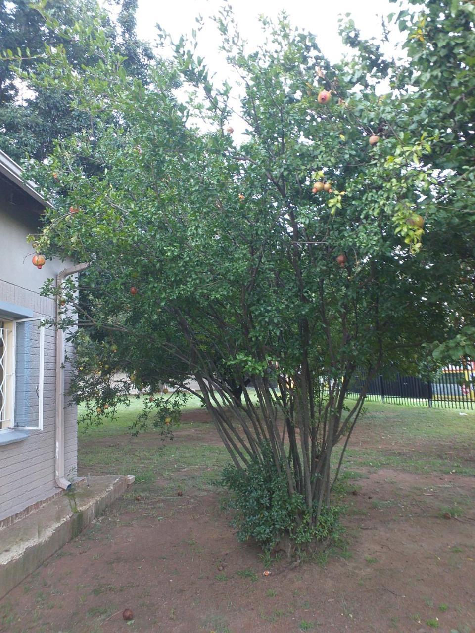 Alika Guest House Benoni Exterior photo